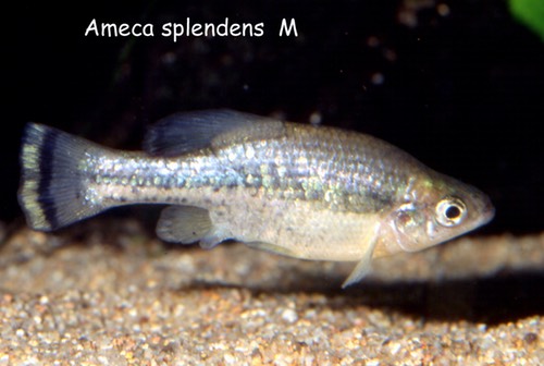 0120 Ameca splendens M dia