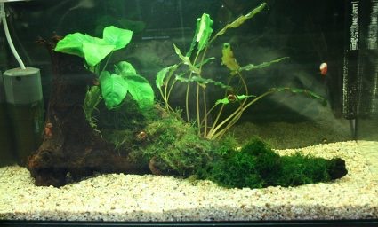 Co2 . Injecter du gaz carbonique dans son aquarium – Aquariophile facile,  en eau douce et marine.