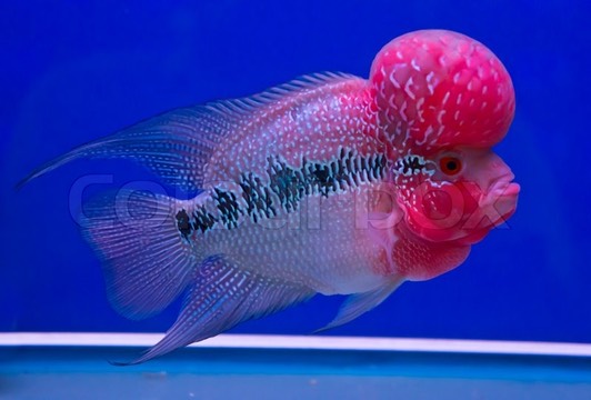 7222558-cichlid-fish