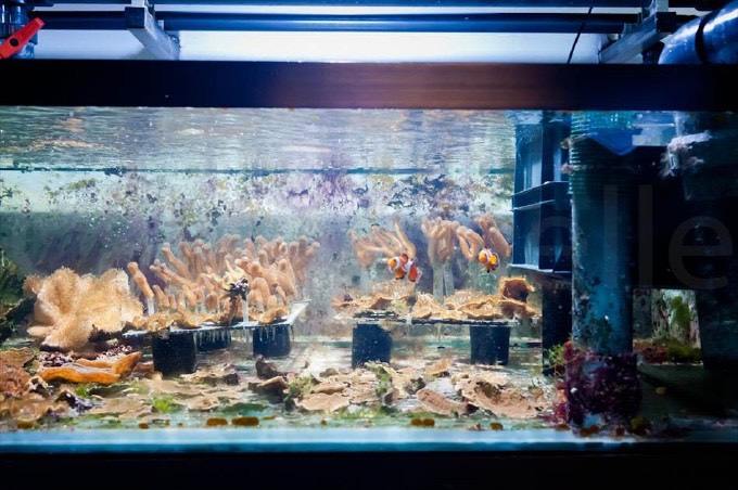 Co2 . Injecter du gaz carbonique dans son aquarium – Aquariophile facile,  en eau douce et marine.