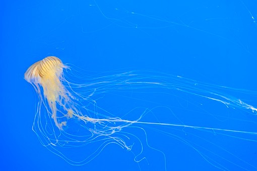 Méduse constellée - Encyclopédie des espèces - Aquarium La Rochelle