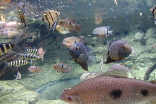 Poisson perca fluviatilis (perche) : fiche complète, paramètres, volume,  maintenance en aquarium, reproduction et nourriture