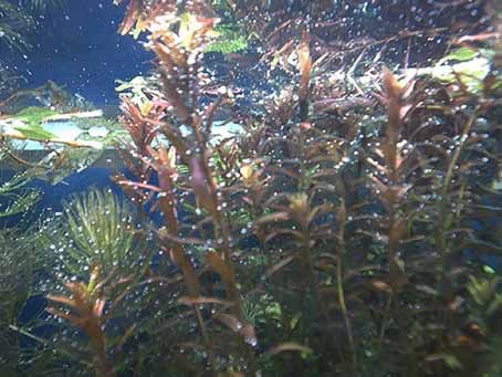 Détendeurs CO2 aquarium : conseils importants