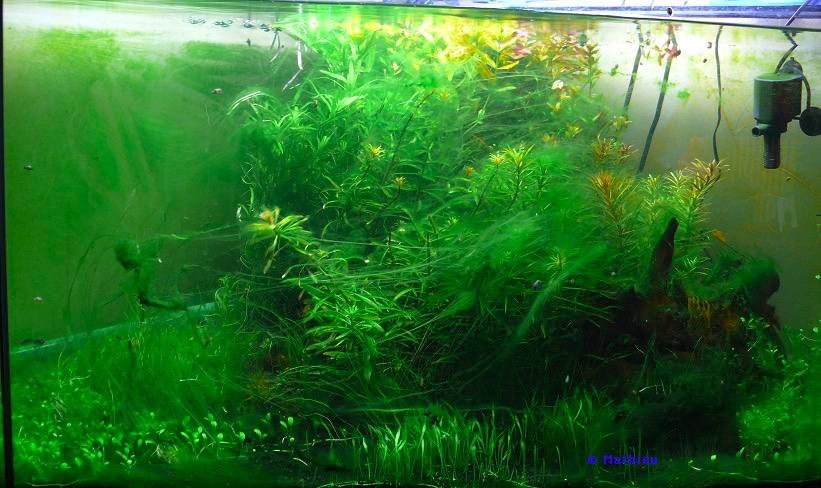 12 types d'algues d'aquarium - Aquabase