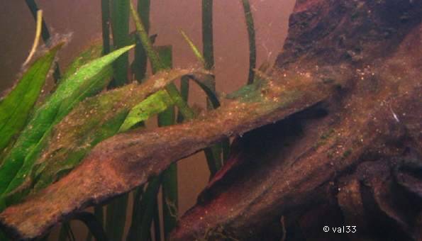 Comment se débarrasser des algues noires dans un aquarium ? —