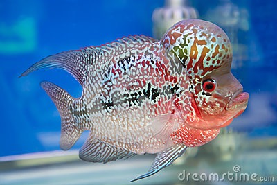 aquarium-fish-flower-horn-fish-blue-screen-42270107