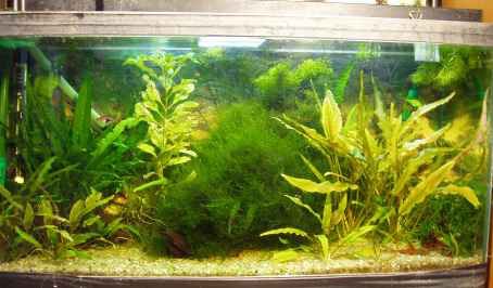 Co2 . Injecter du gaz carbonique dans son aquarium – Aquariophile facile,  en eau douce et marine.