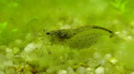 Crevettes d'eau douce lyophilisées 1-2 cm au litre pour carpe koi