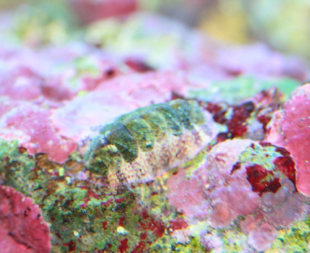 chiton4952