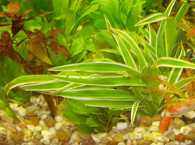 chloro2