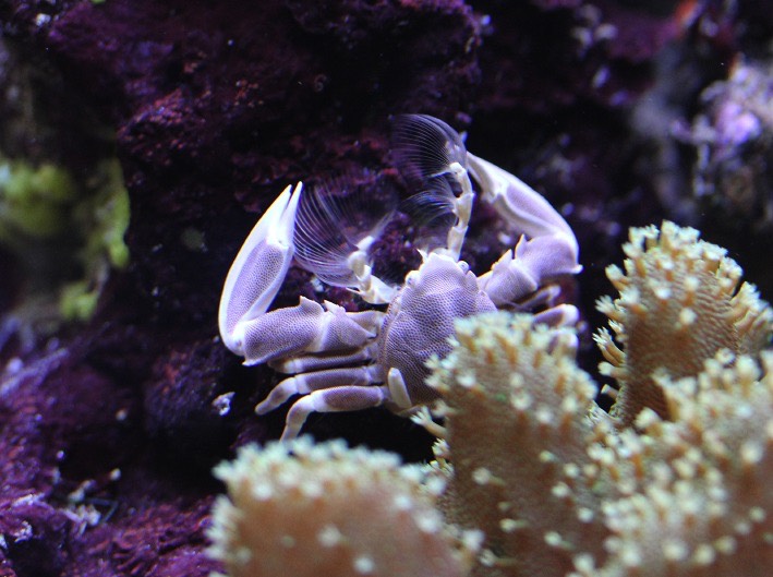 crab2577