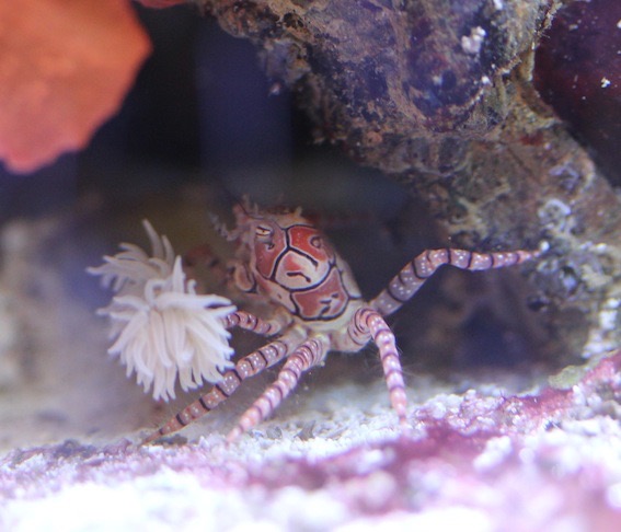 crabe1
