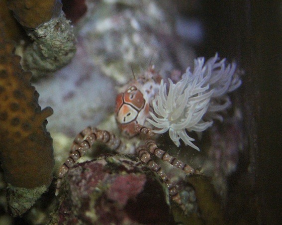crabe2