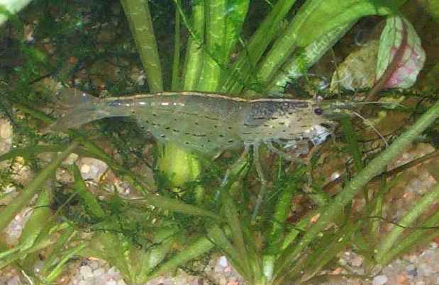 Crevettes d'eau douce lyophilisées 1-2 cm au litre pour carpe koi