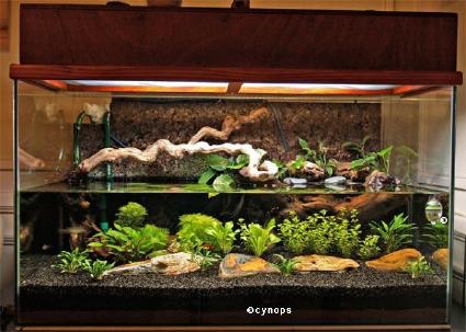 Décoration aquarium, comment créer un joli tableau vivant ? – DecoSoon