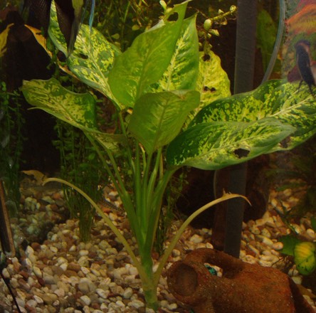 diffenbachia1