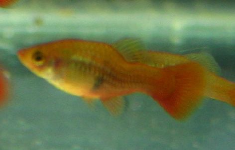 Le black Molly : Tout savoir sur ce poisson d'aquarium - Aquabase