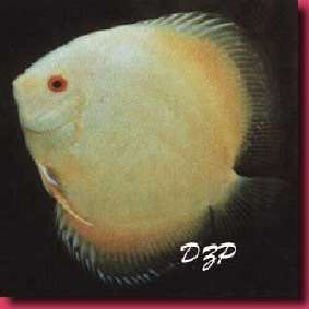 file:///Users/veronique/Documents/Aquaweb/images/-poissons/-moches/Discus_22.jpg