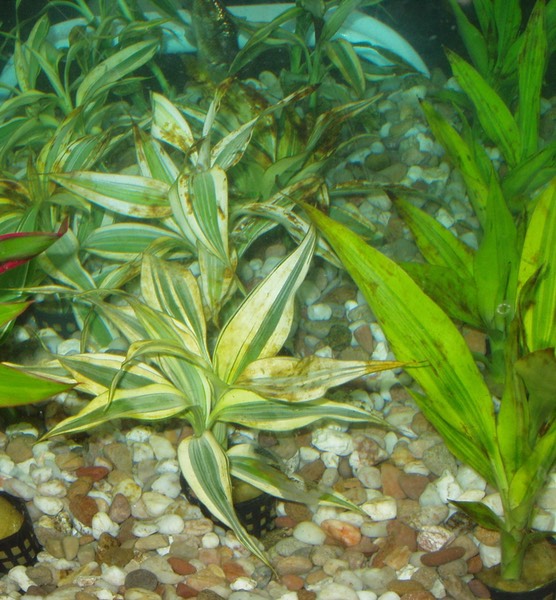 dracaena
