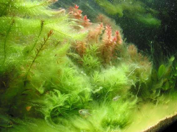 Les algues en eau douce – Aquariophile facile, en eau douce et marine.