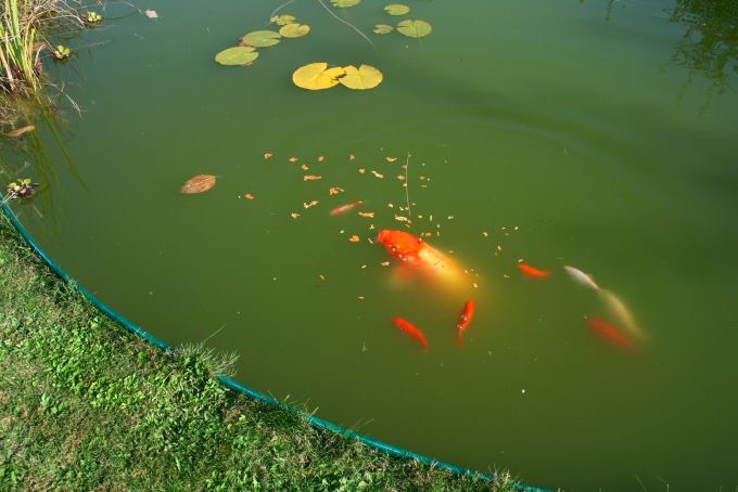 les poissons koi nagent dans des étangs artificiels avec un beau