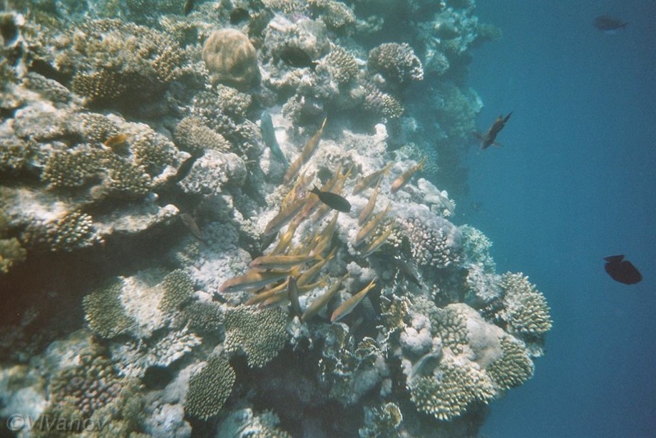 imm025 3