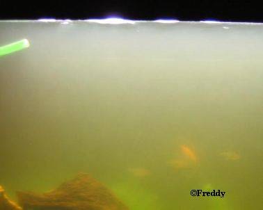 Lampe UV de destruction de bactéries d'algues pour aquarium, lumière propre  d'aquarium, abattage vert d'aquarium, installation submersible pour étang
