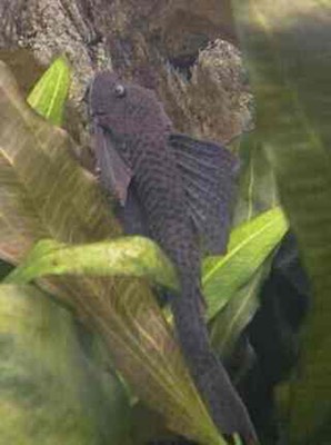 file:///Users/veronique/Documents/Aquaweb/images/-poissons/-lori/pleco.jpg