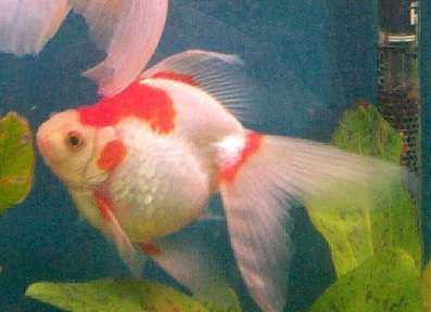 file:///Users/veronique/Documents/Aquaweb/images/-poissons/-moches/poissonrouge111.jpg