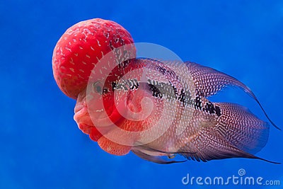 poissons-de-cichlid-de-flowerhorn-52122089