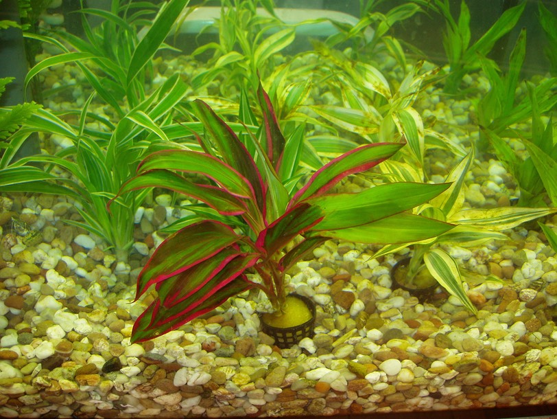 Quelles plantes choisir pour un aquarium d'eau douce ?