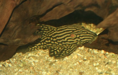zebra2727