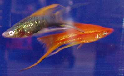 De Lituratus Naso De Natation D'unicornfish D'orangespine. Près D'un Poisson  Qui Nage. Visite De L'aquarium. Bain De Poisson Dans Banque De Vidéos -  Vidéo du jour, pitre: 170581066