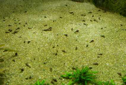 comment traiter les escargots dans un aquarium