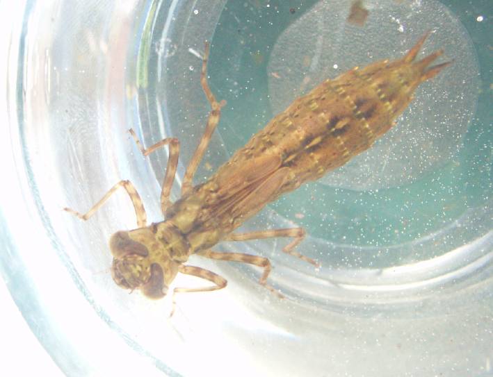 Insecte aquatique dans aquarium.