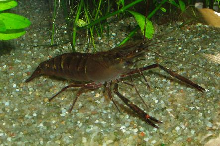 apisto et crevettes Macro1