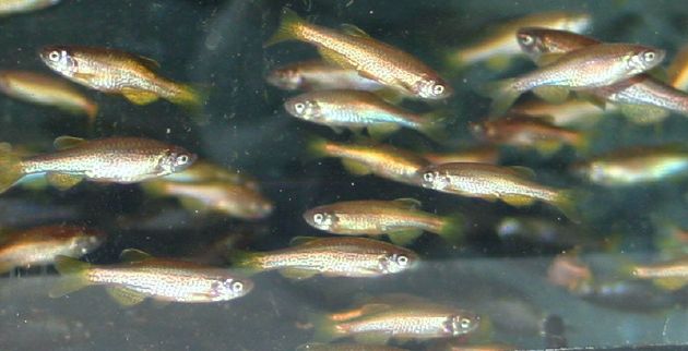 danio4.jpg