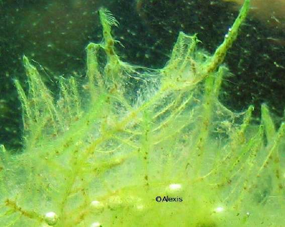 Les algues d’eau douce – Aquariophile facile, en eau douce et marine.