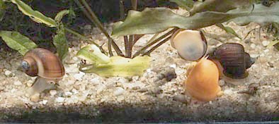Les escargots – Aquariophile facile, en eau douce et marine